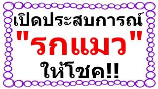 แปลกแต่จริง!! 'รกแมว' มีคุณวิเศษให้โชคลาภกับผู้ครอบครอง