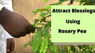 How to attract blessings, love using the Rosary pea leaves