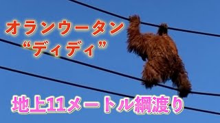 【とべ動物園】オランウータン・ディディ　＠田舎ディレクターの携帯メモリー備忘録