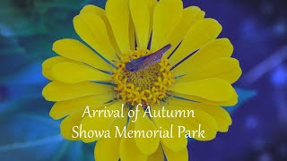 【４K】秋の訪れ_ 昭和記念公園・・・・Arrival of Autumn_Showa Memorial Park