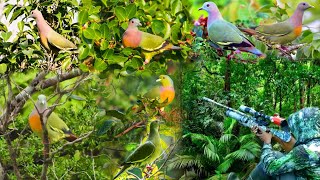 berburu burung punai di waktu yang Tepat pas jam makan...