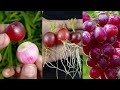 Best & easy to way grow grape plant from fruit at home || Gardening method for home