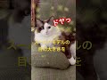 【猫動画】スーパーモデルの目の大きさ😈 shorts 猫 ラグドール 見てて