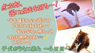 【甲斐犬 虎次郎】脱走を図る子犬、名探偵な虎次郎、安全な遊び方(噛まれない引っ張りっこ)【子犬がうちに来た～4日目～】【赤虎 中虎 生後1ヶ月4週間】【賢い 面白い 可愛い 動物】