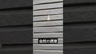 あるカゲロウの一生（The life of a mayfly）