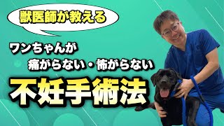 現役獣医師が教える！ワンちゃんが痛がらない・怖がらない不妊手術方法