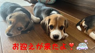 [ビーグル]巣立ちする子犬とお迎え(ルビー)