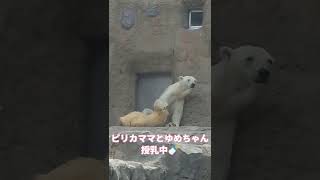 旭山動物園　ピリカとゆめ　#shorts