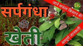 सर्पगंधा की खेती से 4 लाख तक की कमाई प्रति एकड़ | Sarpagandha Farming की सम्पूर्ण जानकारी