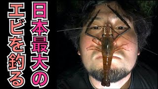 日本最大の巨大テナガエビを釣って食べる（コンジンテナガエビ/沖縄）