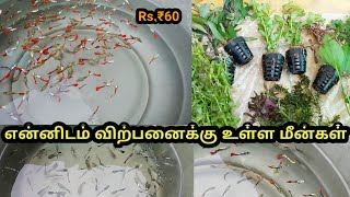 என்னிடம் விற்பனைக்கு உள்ள மீன்கள்|All In Our Fishes|Sales Video|Aquarium#petslovechannel