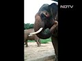 bengaluru s rescued elephants impress park officials with novel use of tools