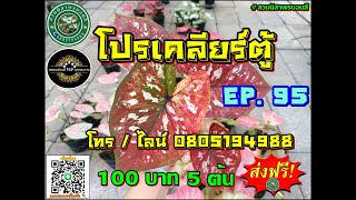 ❌หมดแล้วจ๊ะ ❌💝โปรเคลียร์ตู้ EP. 96💝5 ต้นขึ้นไปส่งฟรี !! โทร / ไลน์ 0805194988