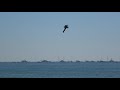 awesome jetpacks .. great pacific airshow 2019 4k