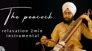 Taus Instrument | The incredible sounds of Indian string instruments