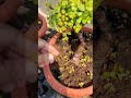 jade plant cutting lagane ki ninja technique #shorts #howto #reels #dwarfjade #portulacariaafra