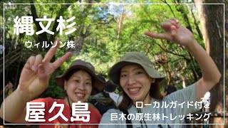 【登山女子】念願の屋久島・ウィルソン株・縄文杉ルートが最高すぎた/ガイド付き完全攻略解説付き