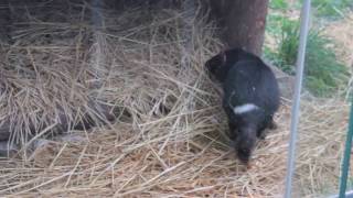 食後のタスマニアデビル - 多摩動物公園 ~ Tasmanian devil after dinner at Tama Zoological Pak