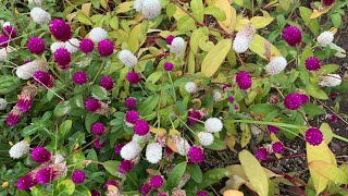 白詰草の花言葉「約束」「復讐」　　　　　　　　　　　　センニチコウの花言葉は、「不死」、「不朽」、「永遠の恋」、「色あせぬ愛」　　　　　　　　　　　　　　　　　　癒しの花と音楽