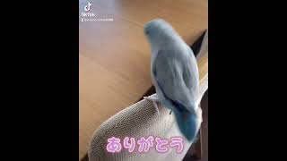 【マメルリハ】ありがとうと言ってくれたラリマーちゃん　#short