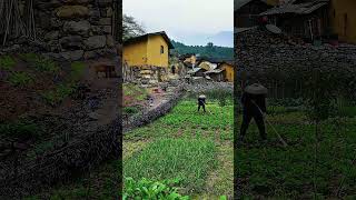 咱们中国农民勤劳致富，顶天立地。Beautiful and Comfortable Rural Scenery in China