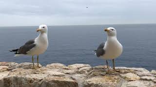 Musée Océanographique Monaco 18-05-2019 Cri des mouettes