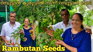 Rambutan Seeds | How to Grow Rambutan from Seeds | Rambutan Seed planting | Rambutan Fruit Seed