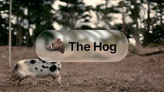 The HOG | Your Go-To-Market Command Center