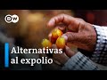 Proteger la selva tropical - El futuro del aceite de palma | DW Documental