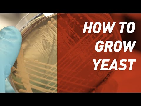How to grow Yeast - Singer Instruments How to grow Yeast - Singer Instruments