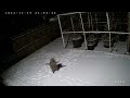 a raccoon tries to catch falling snow