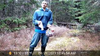 Trail Cameras Captures After 2 Months On Moose Trail