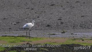 Platalea leucorodia - Eurasian Spoonbill  Lepelaar