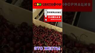 ЭТО ЖЕСТЬ🤢НО ЗАВОЗ 🔥СРОЧНО! СВЕТОФОР УДИВИЛ! #новости #музыка #обзор #bts