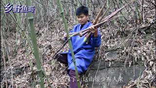 深山悬崖拔竹笋，遍地都是大大的竹笋，多地拔不过来，收获1000斤