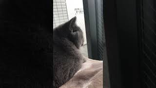 【猫】ニャルソック中の猫さんを撮ってみると・・・【ブリティッシュショートヘア】