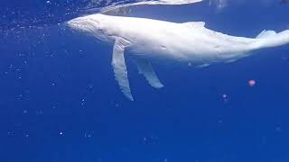 Divers Spot Rare Baby Albino Humpback Whale