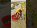 Really Amazing Fishing By Hand In Paddy Land Water ] Traditional Little Boy Catching Fish With Hand