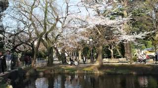 東京お花見散歩　靖国神社　神池の桜咲く　２０１６．３．２２　Sakura Yasukuni Shrine Tokyo