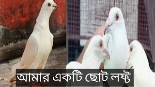 🚨🚨🍁🍁সকাল সকাল কি হলো দেখো পায়রা গুলোর 🕊️🕊️🕊️🍁🍁📉পায়রার যত্ন কি করে নেবে