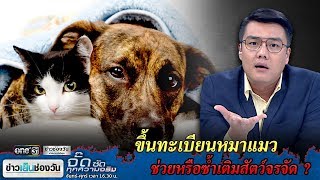 ขึ้นทะเบียนหมาแมว ช่วยหรือซ้ำเติมสัตว์จรจัด ? | จั๊ด ซัดทุกความจริง | ข่าวช่องวัน | one31