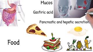 Malabsorption - Simply explained. symptoms, causes, treatment