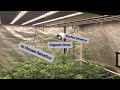 Seed To Harvest Organic Cannabis Grow In House Genetics Starfire Genetics Ethos Genetics