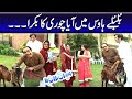 Bulbulay House Mein Aya Chori Ka Bakra - Mehmood Sahab | Bulbulay