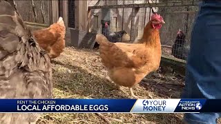 Pennsylvania company lets you 'Rent The Chicken,' alternative to buying eggs in grocery store