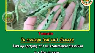 Tomato sucking pest and Leaf curl disease manage |tomato pest