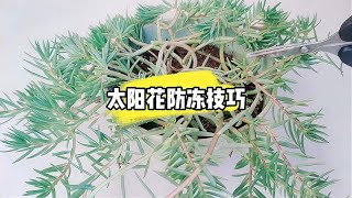 太阳花防冻技巧，学会了不怕冻死