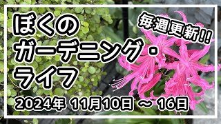 【防寒対策・種取り・お役立ち情報】【11月10日～16日 2024年】ぼくのガーデニング・ライフ