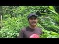 cardamom plantation in support of usaid hariyo ban program ii at rohigaun namarjung sikles