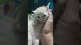 น่ารักตะมุตะมิ เด็ก3สัปปดาห์#cute#kitten#แมว#น่ารัก#แมว#ทาสแมว